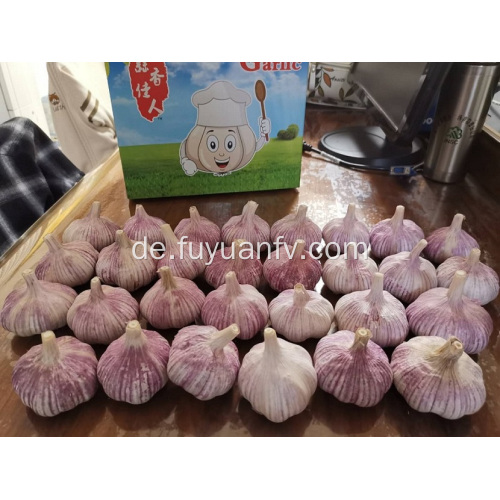 Knoblauch neue Ernte beginnen